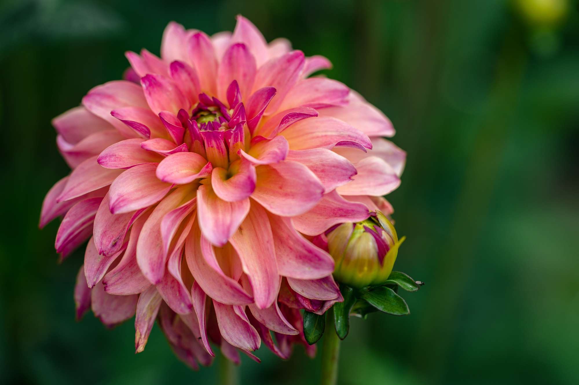 Dahlia 'Belfloor'